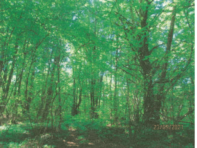 Zemljišče, Vinica