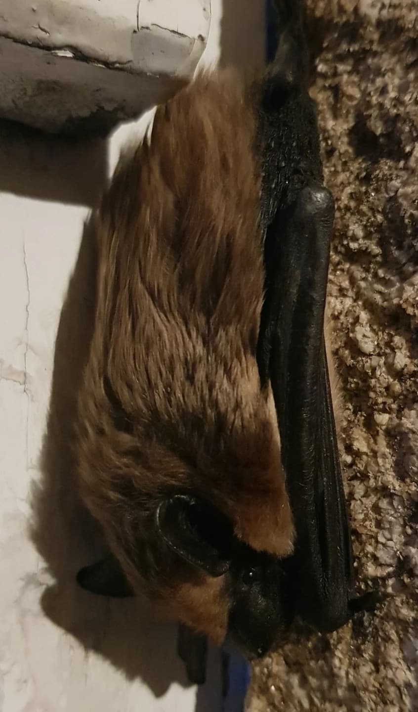 Rjav pozni netopir s temnim obrazom in zloženimi perutmi ob steni.