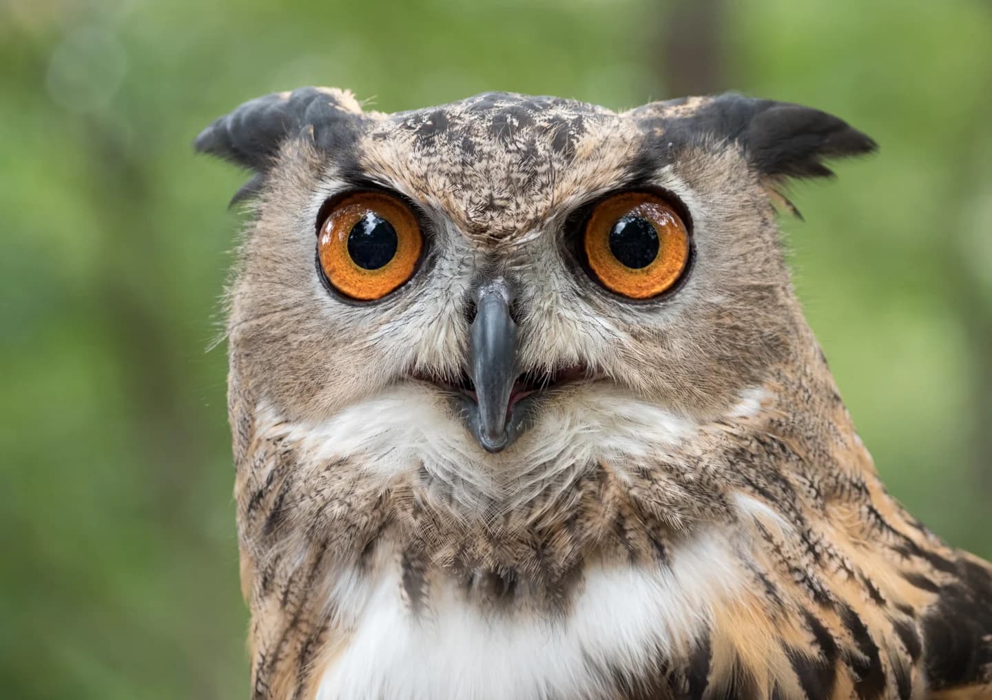Velika uharica z oranžnimi očmi in pernatima čopkoma, portret