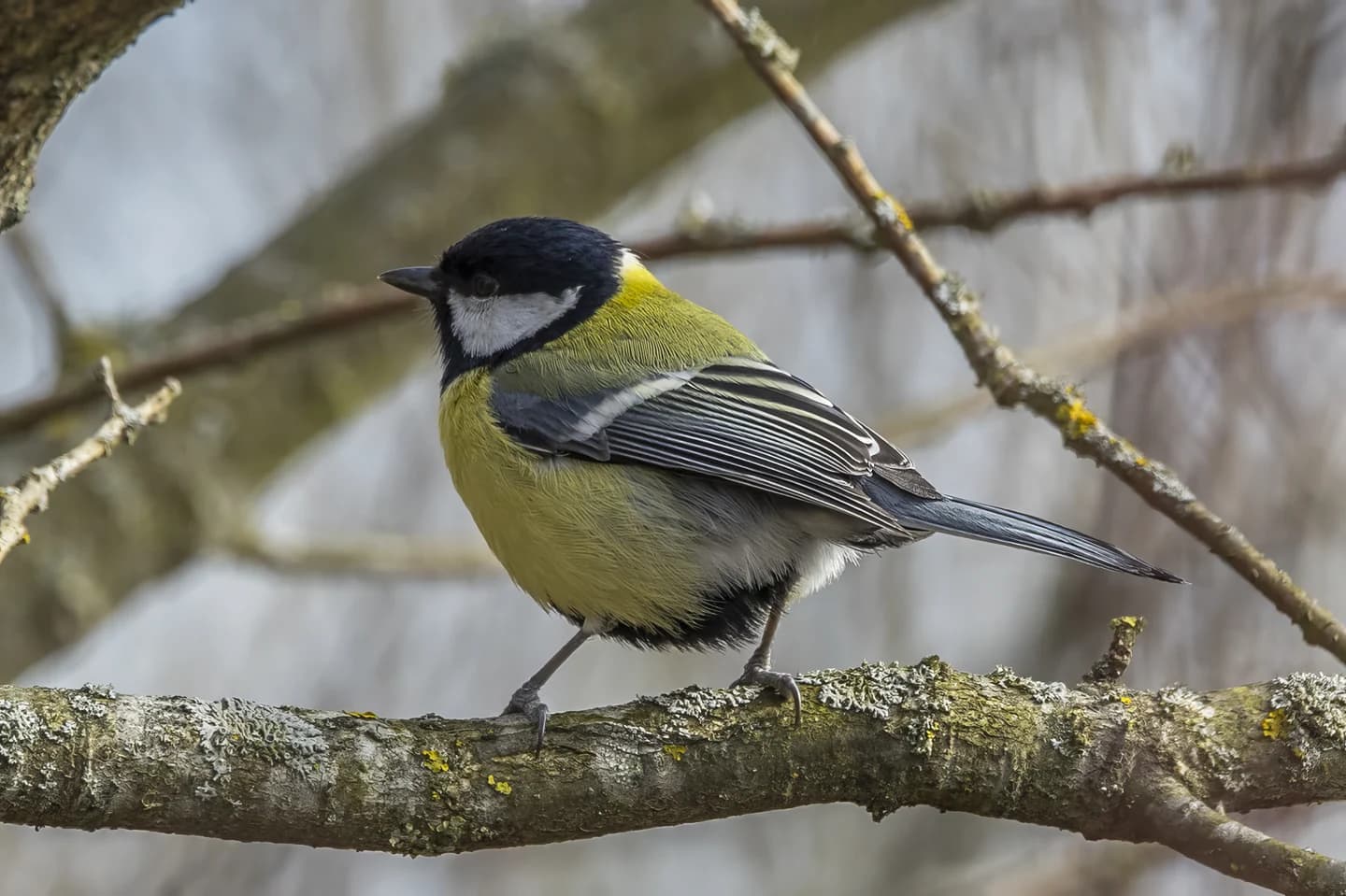 Velika sinica s črno glavo, belim licem in rumenim oprsjem na veji