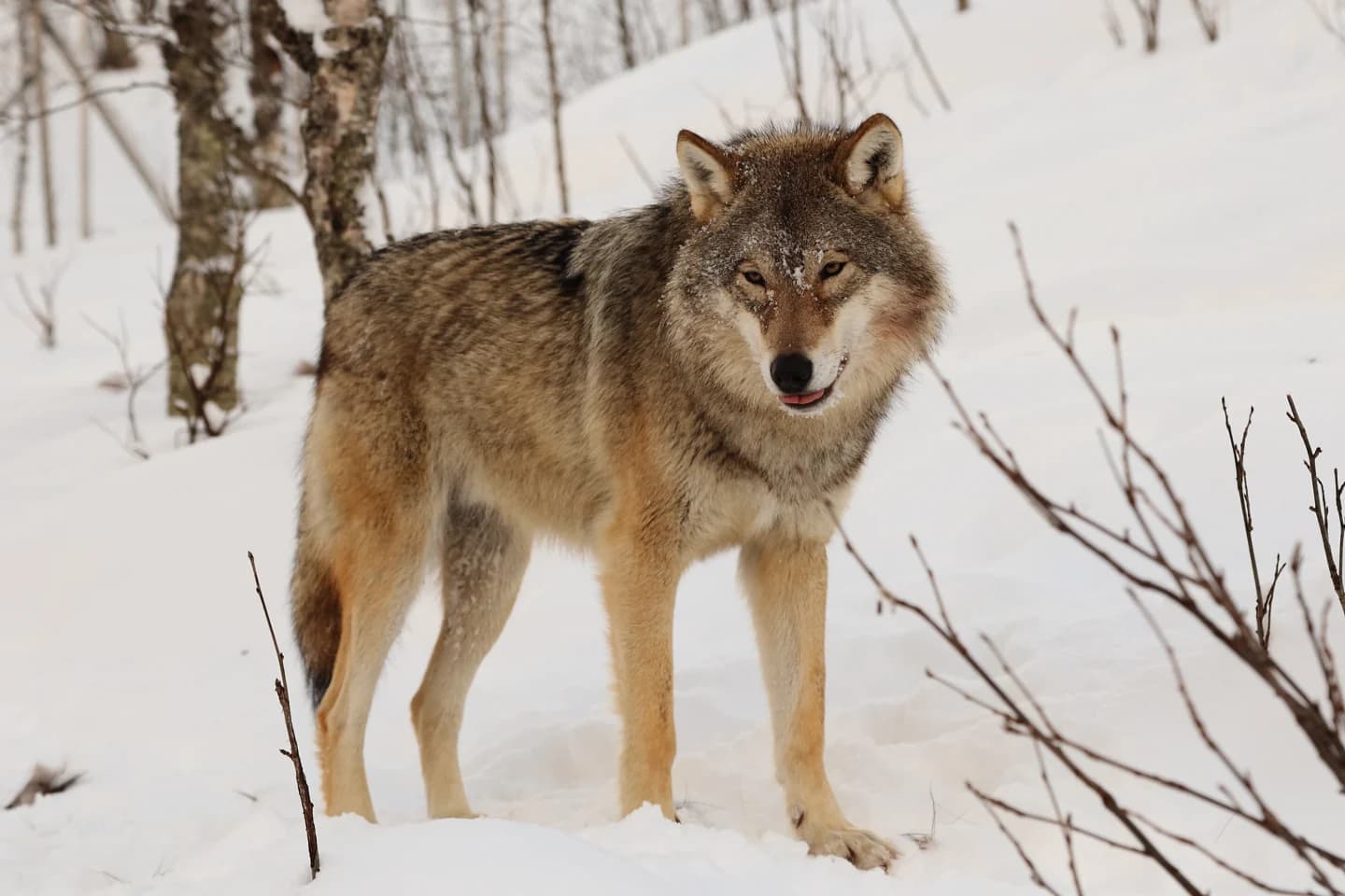 Evrazijski volk v živalskem vrtu Polar Zoo v Barduju na Norveškem