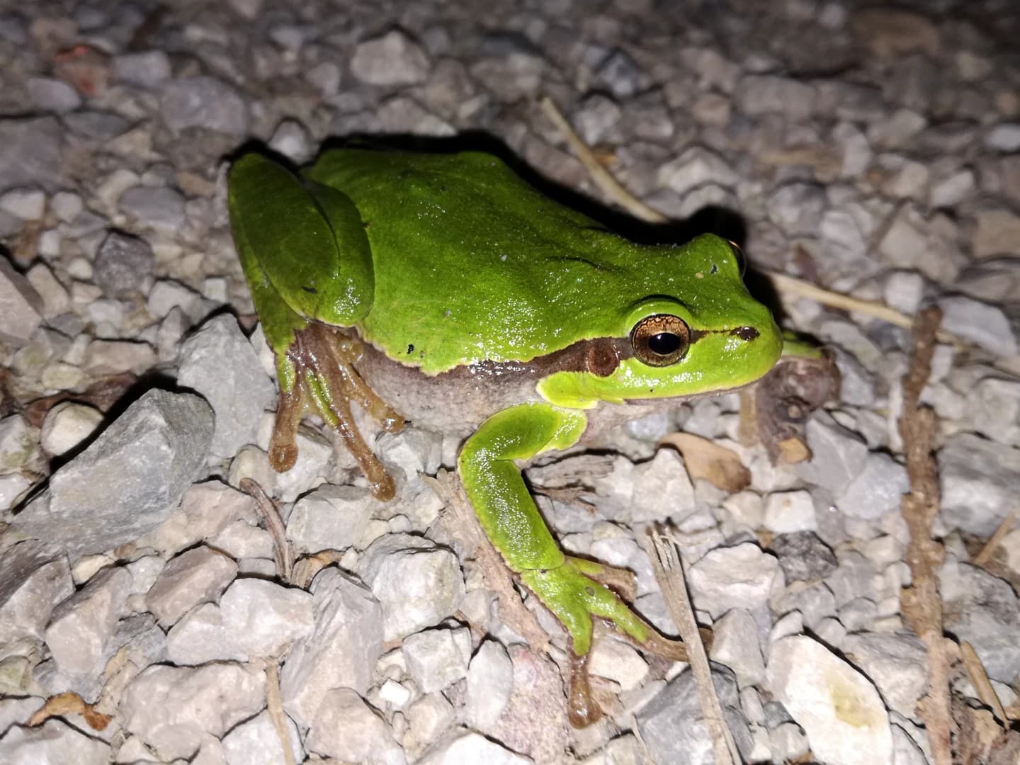 Zelena rega s temno bočno progo na kamnitih tleh v okolici Ljubljane