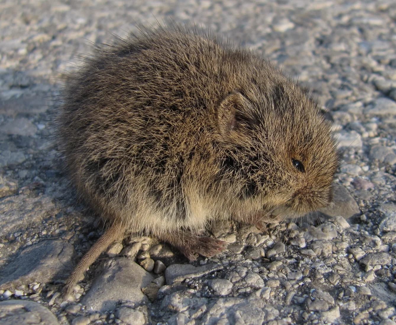 Rjava poljska voluharica z drobnim uhljem in kratkim vidnim repom na kamniti podlagi.