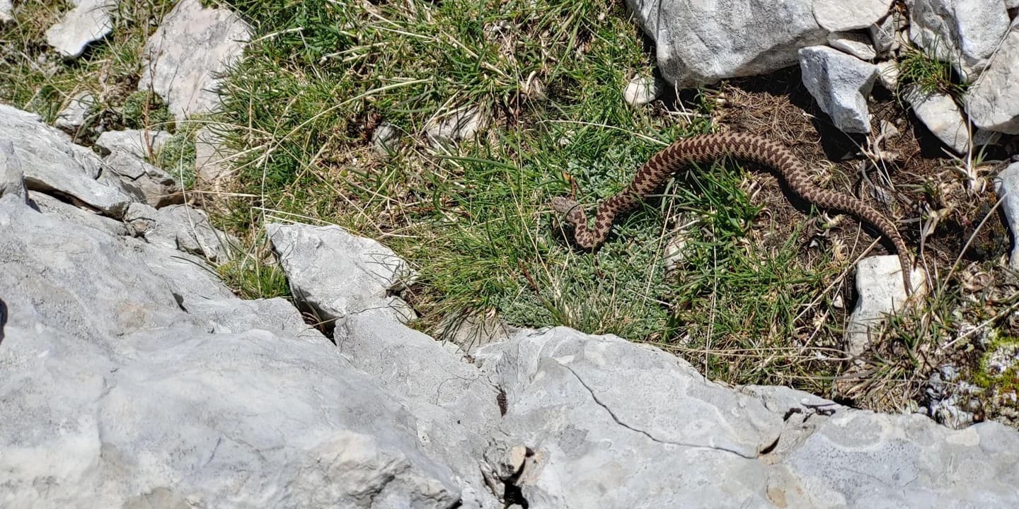 Navadni gad s cikcakastim rjavim vzorcem med skalami in nizkim rastjem na Malem Kaninu