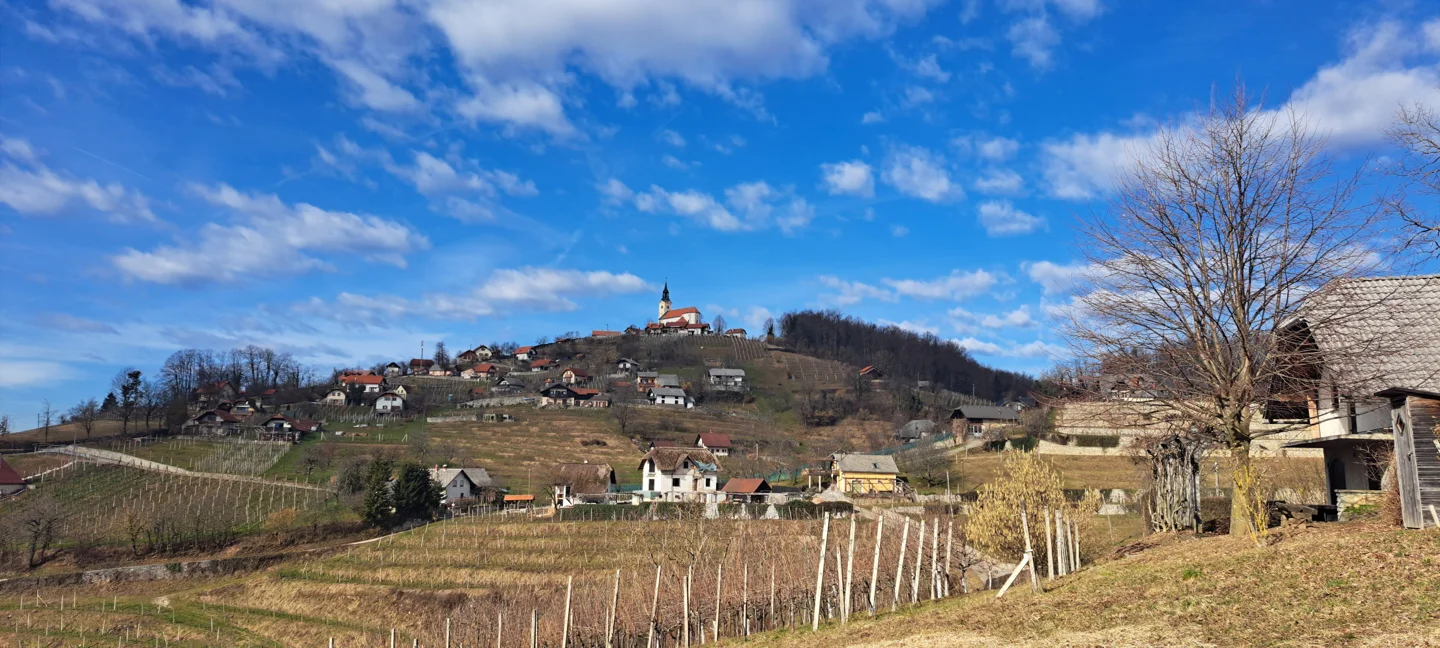 Cerkev z zvonikom na vrhu Trške gore nad vinogradi in zidanicami.